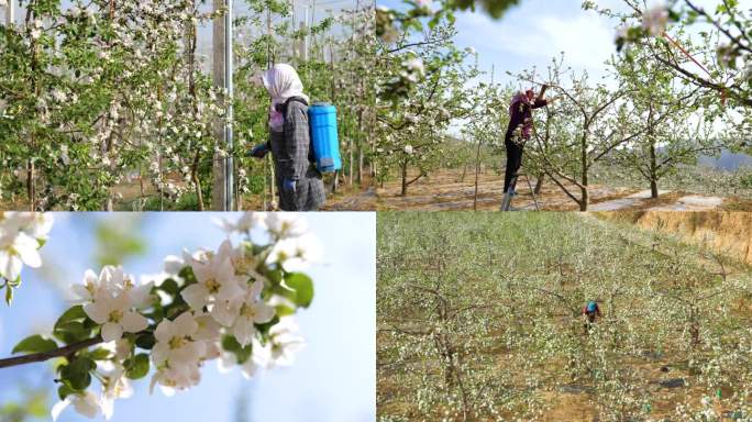 静宁苹果春季花苞绽放盛开