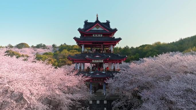 无锡鼋头渚樱花航拍 盛花期 赏樱楼