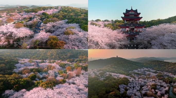 无锡鼋头渚樱花航拍 盛花期 赏樱楼