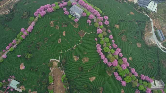 台品樱花茶园