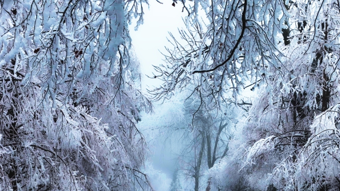 雾凇 雪景 郴州 山区 天寒地冻