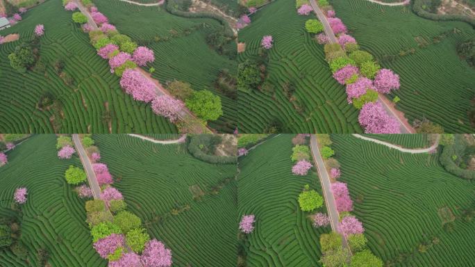 粉色樱花  樱花花海