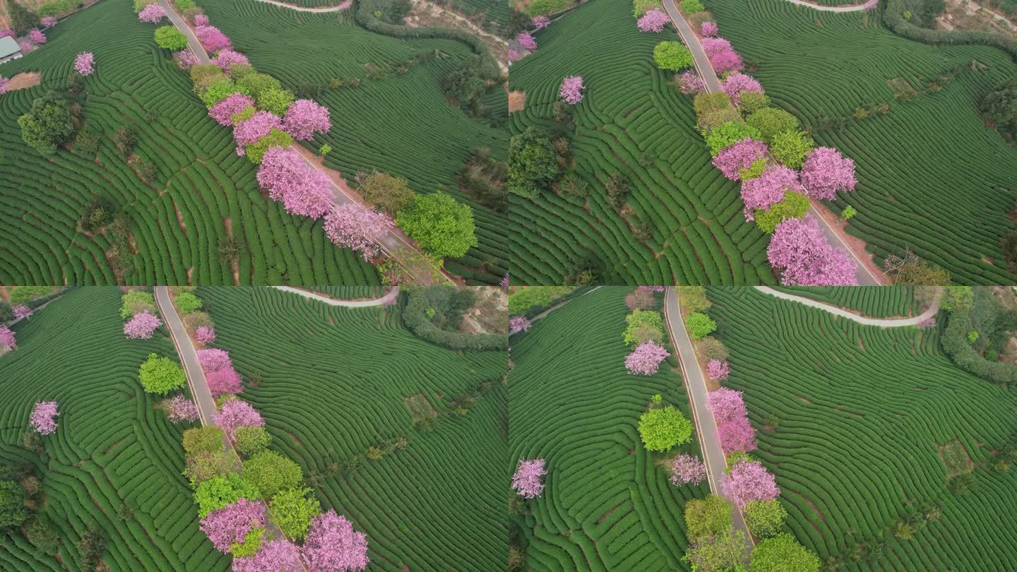 粉色樱花  樱花花海