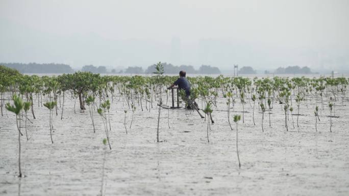 深圳红树林湿地自然保护区滩涂鱼