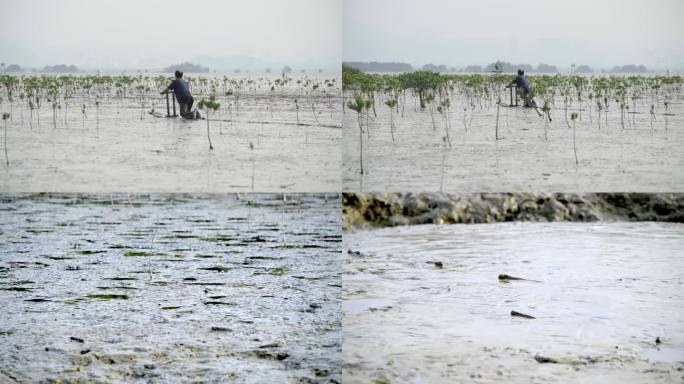深圳红树林湿地自然保护区滩涂鱼