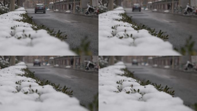 原始素材 道路花丛雪景