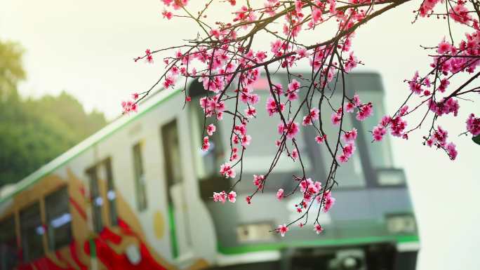 4k重庆开往春天的列车