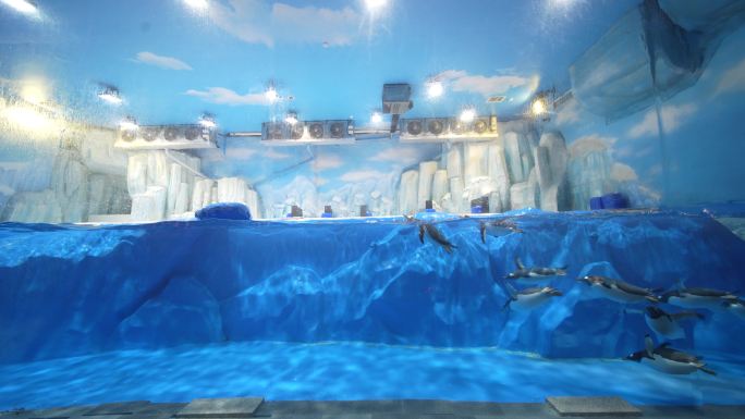 海洋馆极地世界成群海豚下水游泳
