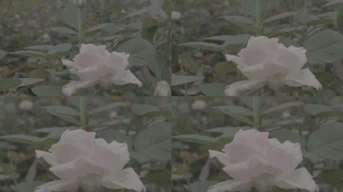 玫瑰花采摘 红玫瑰 黄玫瑰 香水玫瑰2