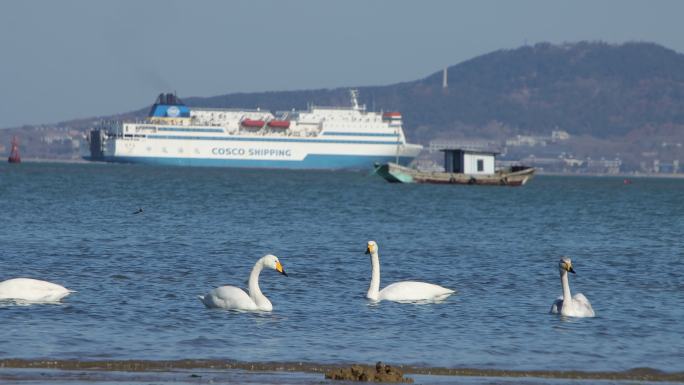 威海经区九龙湾大天鹅海面游轮大船刘公岛