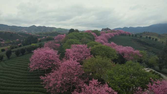 樱花航拍