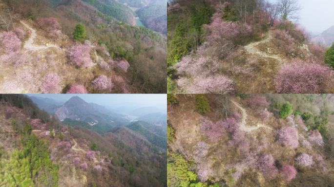 杭州富阳浮云岭山野樱花游步道徒步航拍