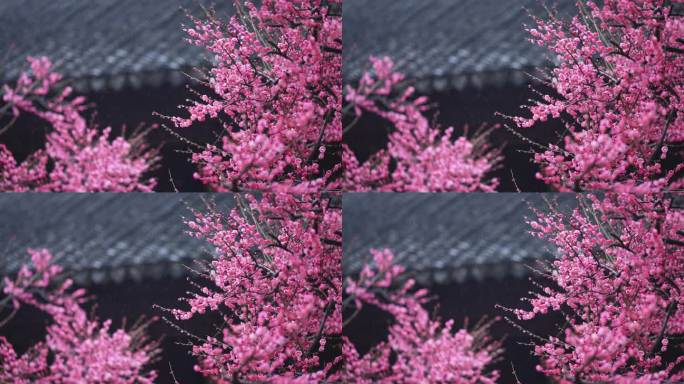 梅花在春雨中盛开