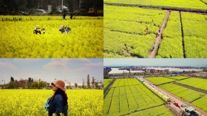 云南昆明沙堤村油菜花田（升格）