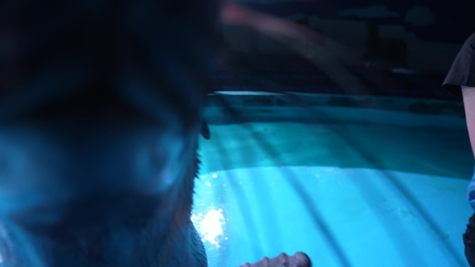 海洋馆极地世界海狮训练觅食游玩