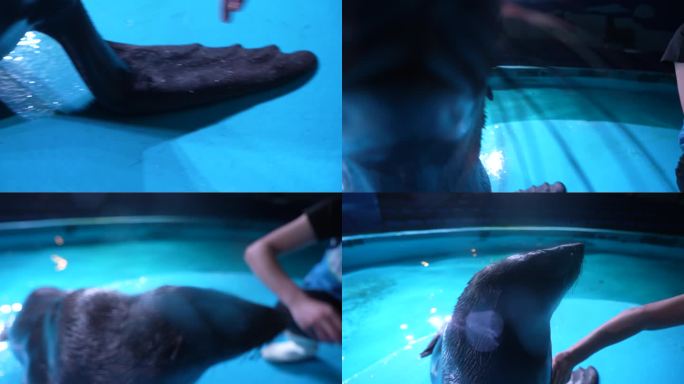 海洋馆极地世界海狮训练觅食游玩