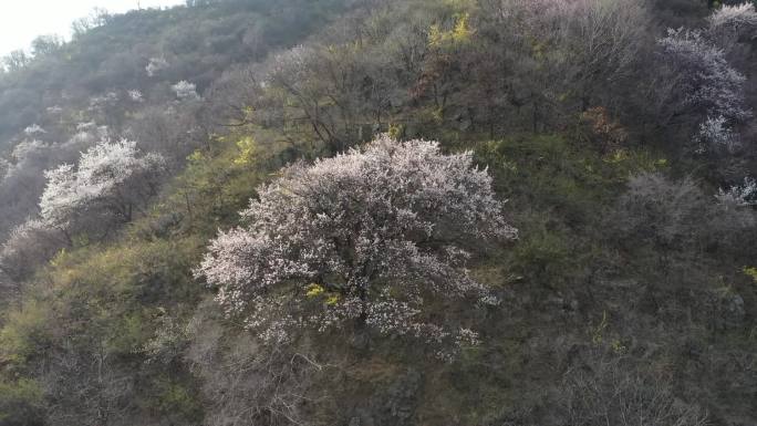 春回大地山花烂漫山桃花杏花连翘花生态画卷