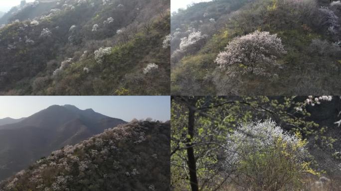 春回大地山花烂漫山桃花杏花连翘花生态画卷