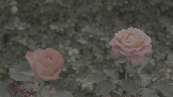 玫瑰花采摘 红玫瑰 黄玫瑰 香水玫瑰22