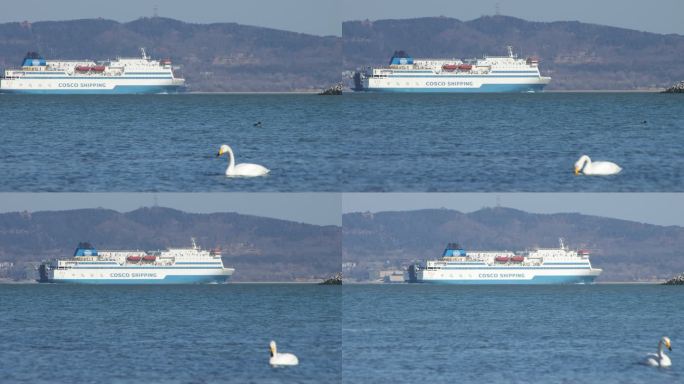 威海经区九龙湾大天鹅海面游轮大船刘公岛