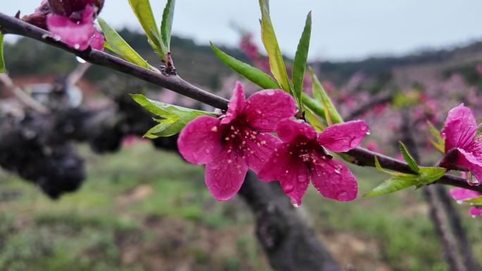 桃花雨露