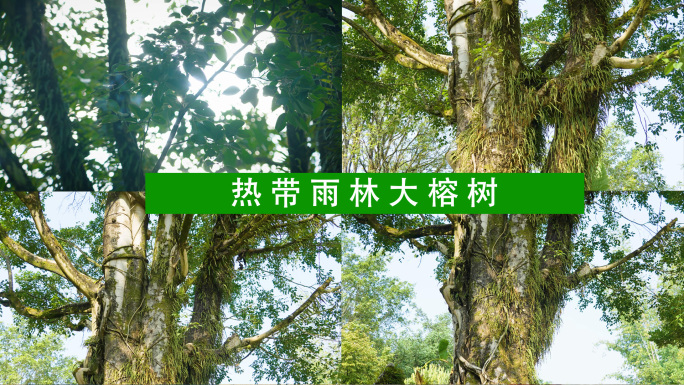 热带雨林大榕树视频素材