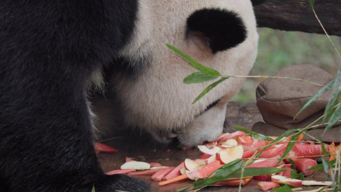 熊猫吃苹果胡萝卜