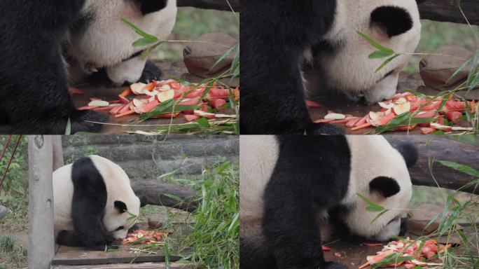 熊猫吃苹果胡萝卜