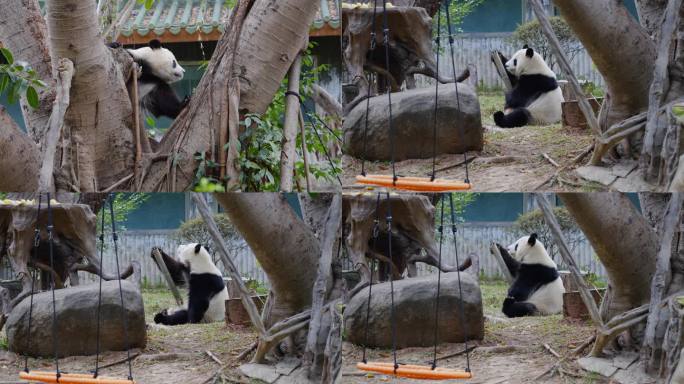 2024广州动物园游览游客大熊猫雅一