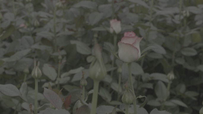 玫瑰花采摘 红玫瑰 黄玫瑰 香水玫瑰11