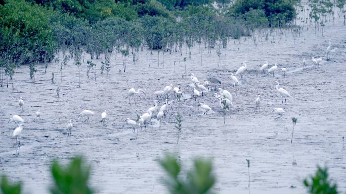 深圳湾白鹭候鸟自然保护区