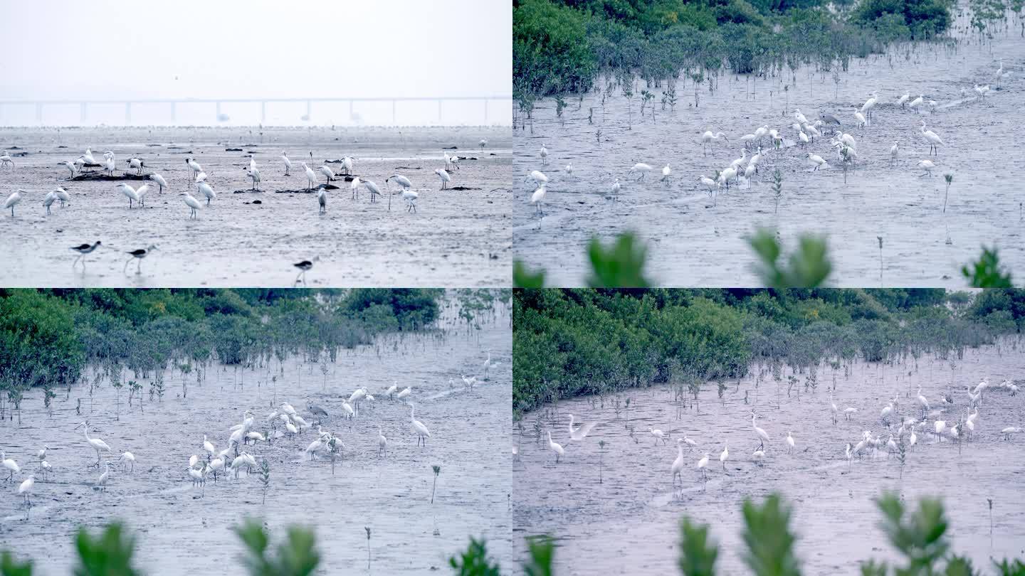 深圳湾白鹭候鸟自然保护区