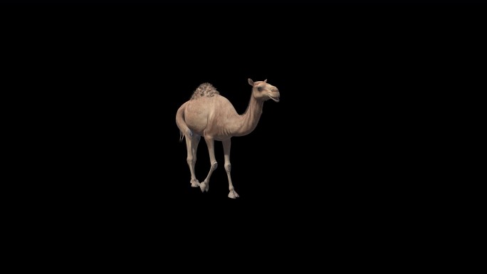 骆驼动画源文件