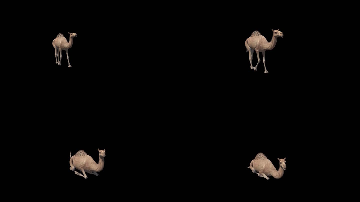 骆驼动画源文件