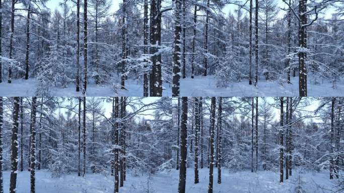 雪原松林雾凇