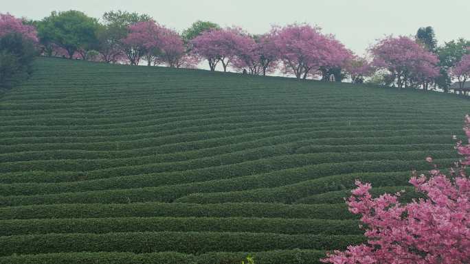 台品樱花茶园