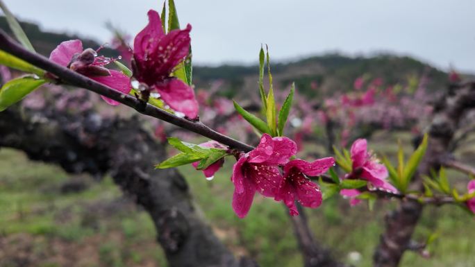 桃花雨露