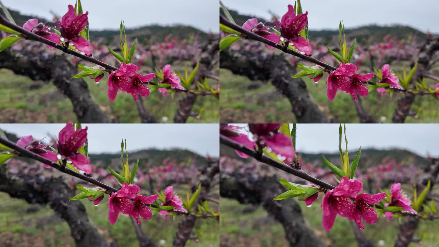 桃花雨露