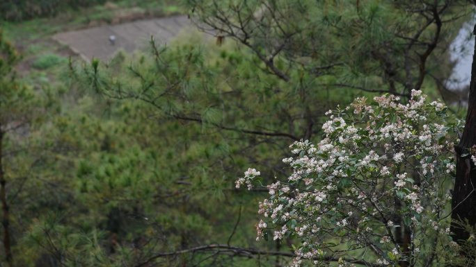 山野花