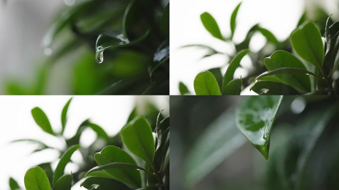 绿色生命雨滴下雨阴雨天气