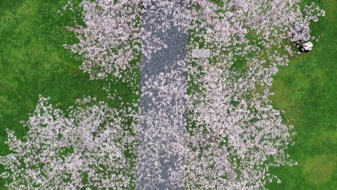 樱花长廊，春天的绝美走廊，春天视频素材