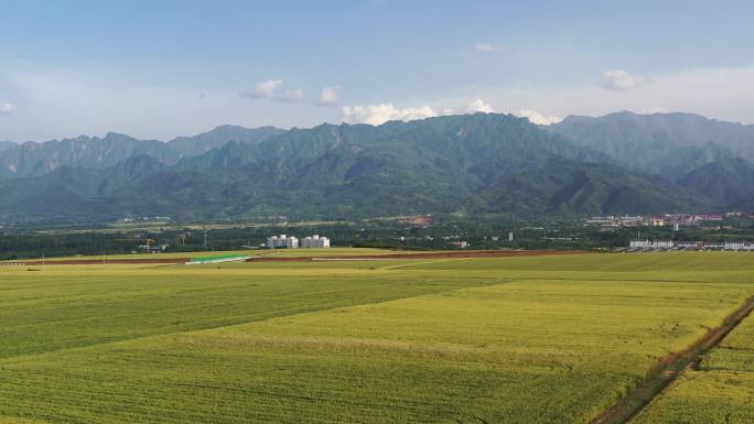 麦田航拍