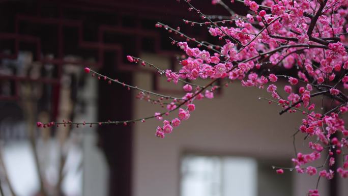 梅花在春雨中盛开