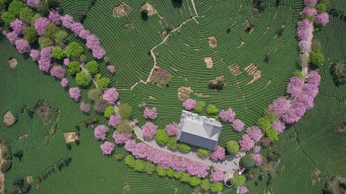 台品樱花茶园 樱花航拍