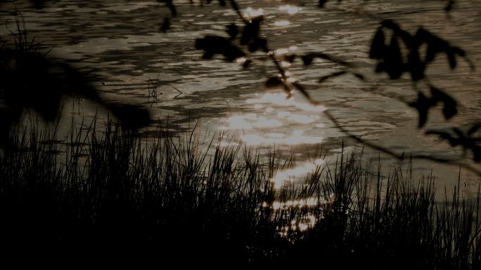 日落黄昏的河边小草微风徐徐波光粼粼