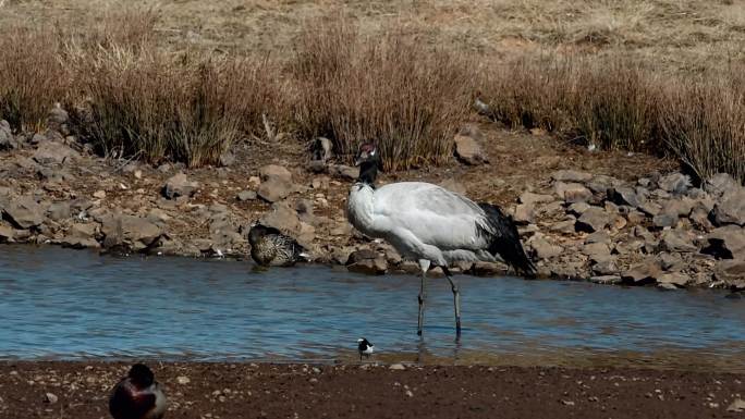 云南省昭通市大山包河中喝水的黑颈鹤