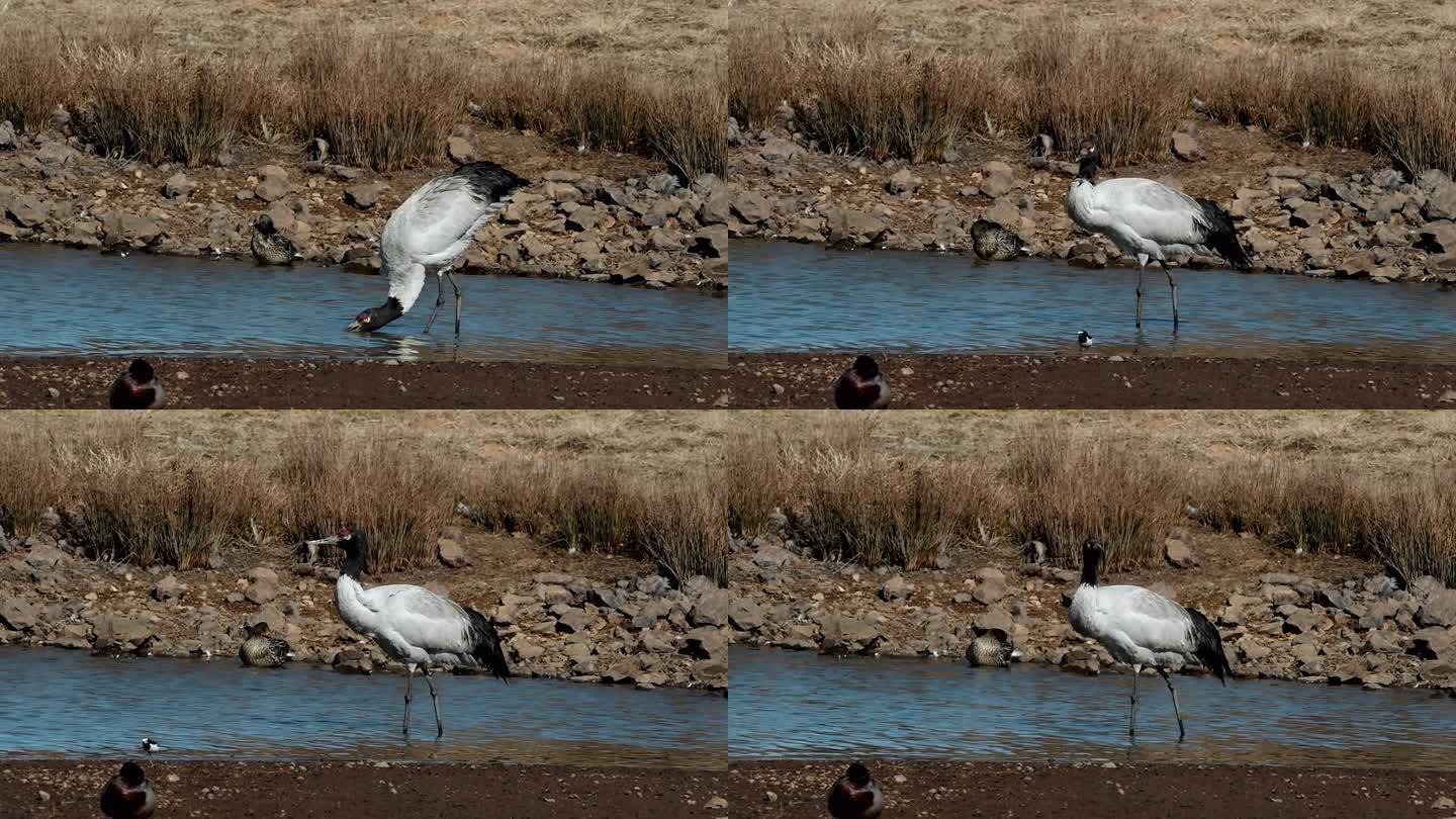 云南省昭通市大山包河中喝水的黑颈鹤