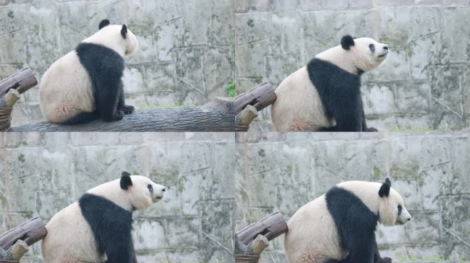 熊猫发呆走路