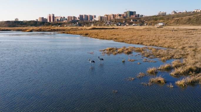 4k贵州威宁草海黑颈鹤栖息地航拍