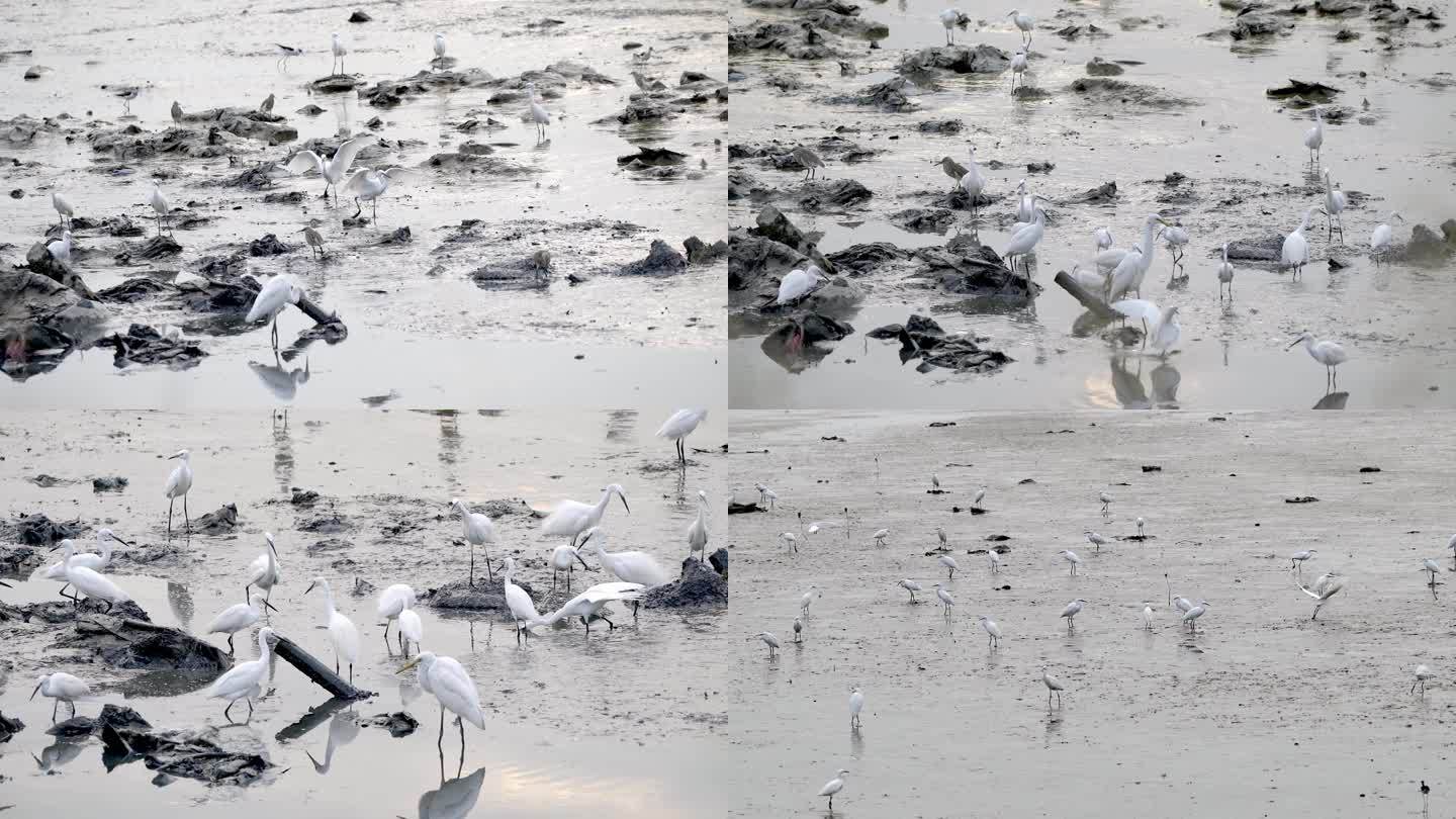 深圳湾湿地白鹭聚集地候鸟迁徙